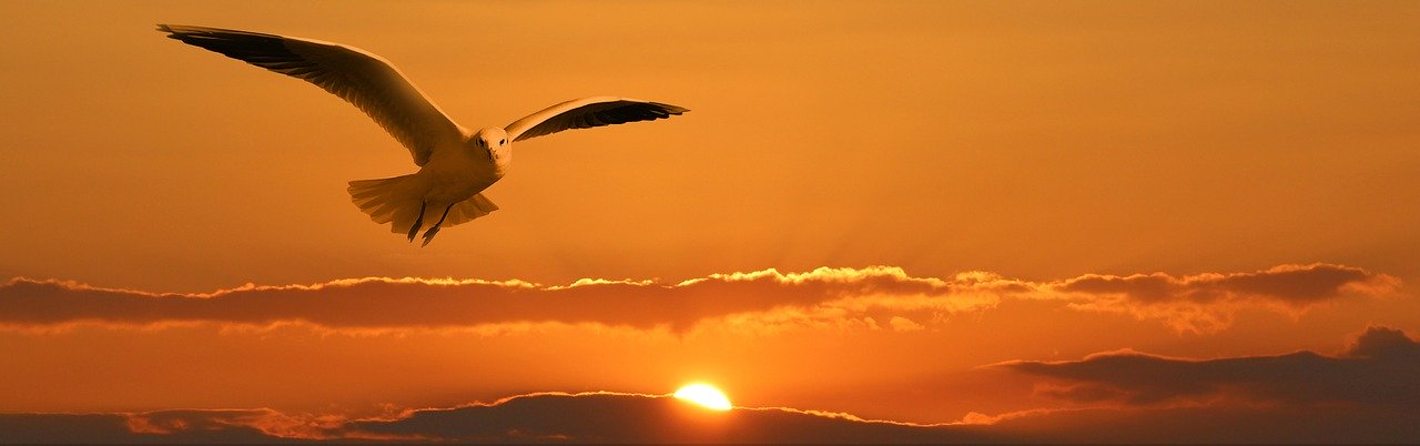 gull