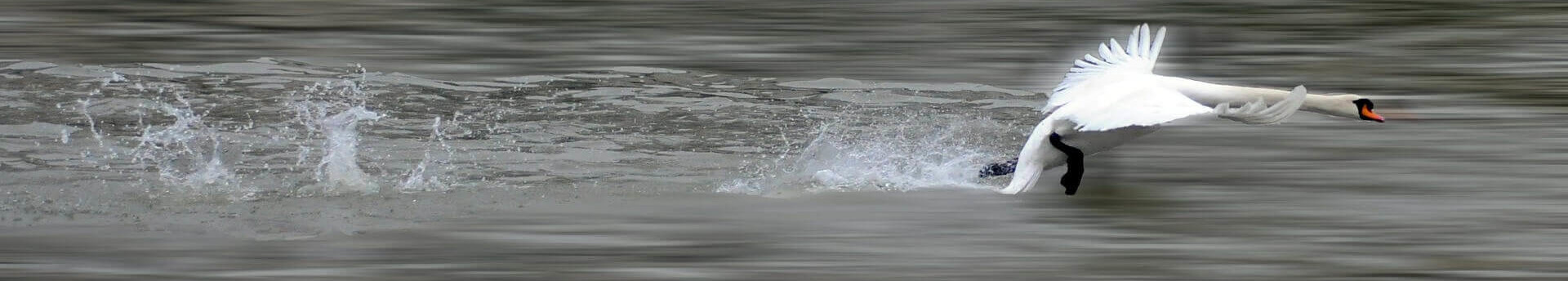swan flying