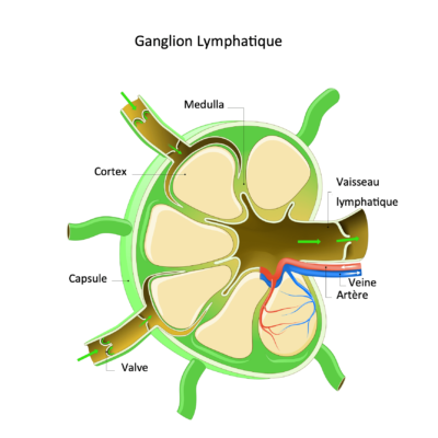 Ganglion-lymphatique