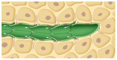 retours veineux - capillaire-lymphatique-fr.png