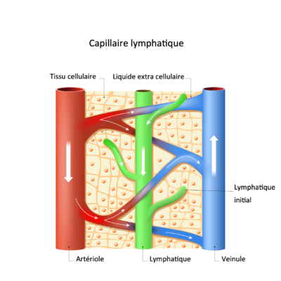 retours veineux - capillaire-lymphatique-fr.png